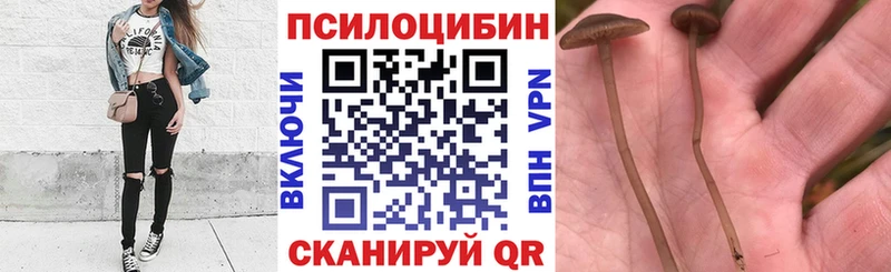 где купить наркоту  Жуковка  Псилоцибиновые грибы MAGIC MUSHROOMS 